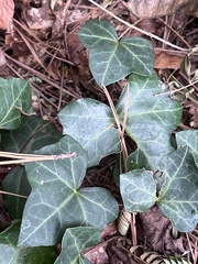 Hedera