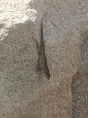 Anolis sagrei