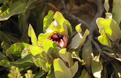 Protea lorifolia
