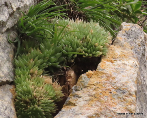 Haworthia decipiens Poelln. 2