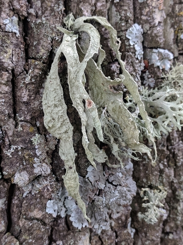 Cartilage Lichen