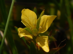 Ludwigia hirtella