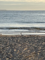 Chroicocephalus maculipennis