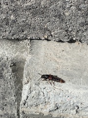 Platydracus cinnamopterus