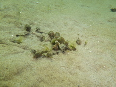 Tritia reticulata