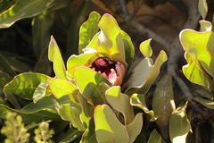 Protea lorifolia