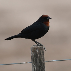 Chrysomus ruficapillus