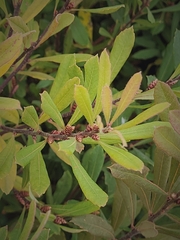 Myricaceae