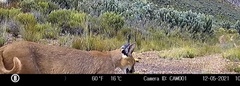 Caracal caracal caracal