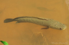 Channa striata