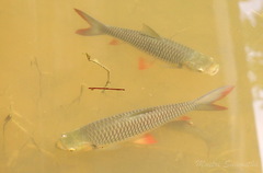 Leptobarbus rubripinna