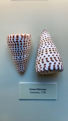 Conus litteratus