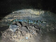 Malayopython reticulatus