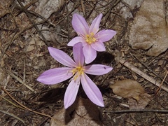 Colchicum autumnale