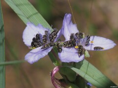 Acmaeodera tubulus