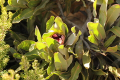 Protea lorifolia