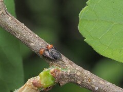 Pachypsylla celtidisgemma