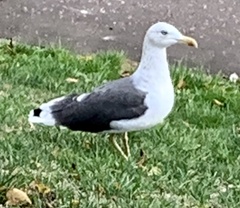 Larus fuscus