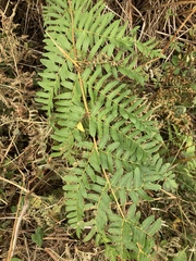 Osmunda regalis