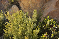 Phylica paniculata