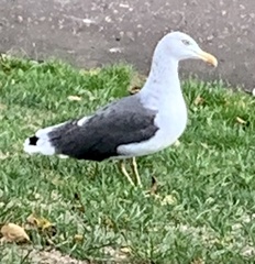 Larus fuscus