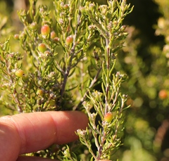 Phylica paniculata