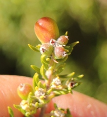 Phylica paniculata