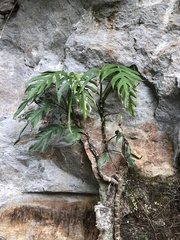 Epipremnum pinnatum