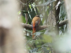 Harpactes duvaucelii