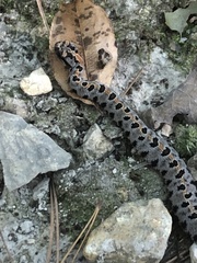 Sistrurus miliarius streckeri