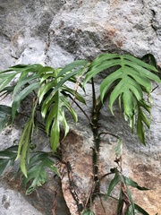 Epipremnum pinnatum