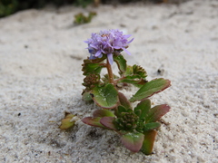Phyllopodium cephalophorum