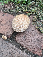 Calvatia craniiformis