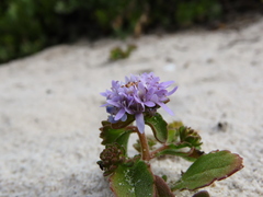 Phyllopodium cephalophorum