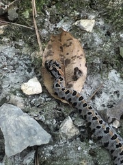 Sistrurus miliarius streckeri