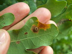 Neuroterus numismalis