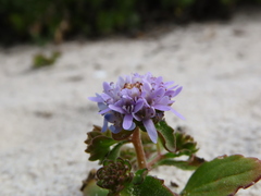 Phyllopodium cephalophorum