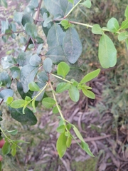 Azara integrifolia