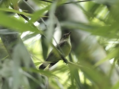 Ficedula zanthopygia