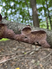 Trichaptum subchartaceum