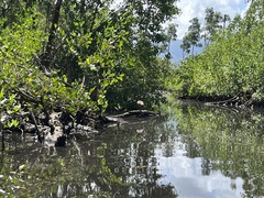 Dendrocygna arborea