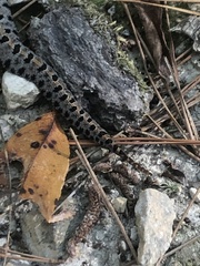 Sistrurus miliarius streckeri