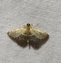 Anageshna primordialis