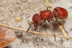 Pseudomethoca simillima