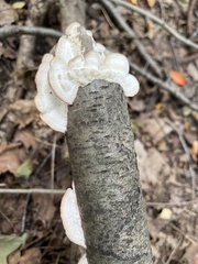 Trichaptum subchartaceum