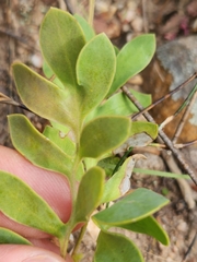 Othonna pinnata