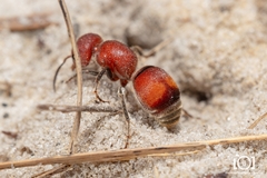 Pseudomethoca simillima