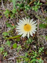 Lampranthus reptans
