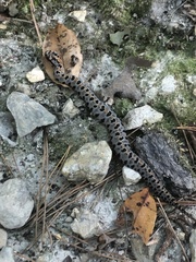 Sistrurus miliarius streckeri