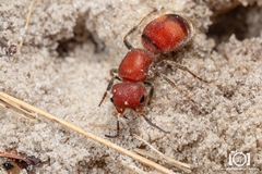 Pseudomethoca simillima